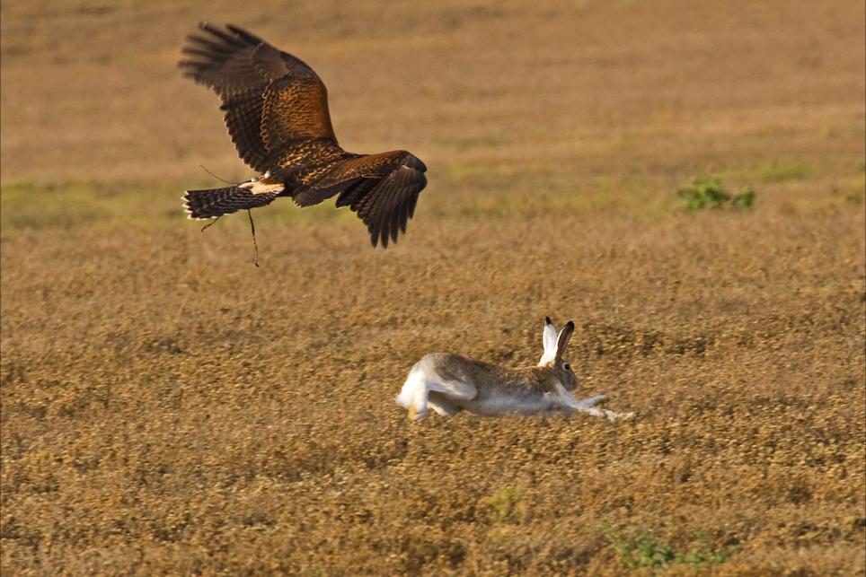 Caccia Con Falco Di Harris Ai Lagomorfi