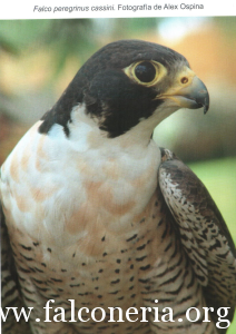 Le Sottospecie Di Falco Pellegrino Falconeriaorg Il