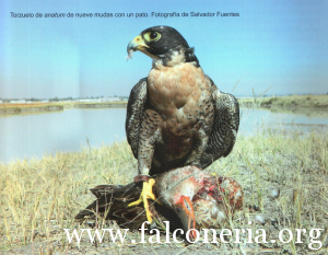 Le Sottospecie Di Falco Pellegrino Falconeriaorg Il